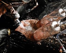 Scat Slut-Orgasma Celeste milked shit udders and extreme shit play 11